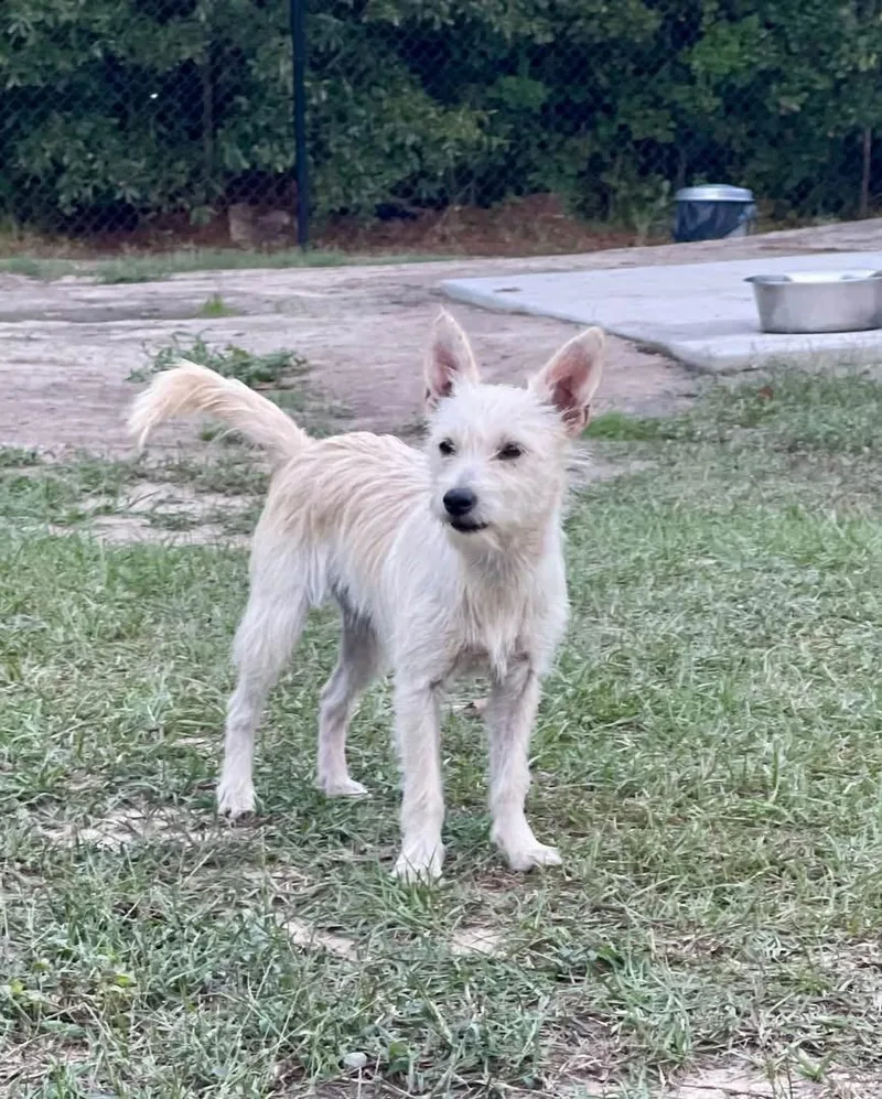 An adult small-sized male White / Cream Yorkshire Terrier dog named Rumi for adoption in Pawleys Island, SC