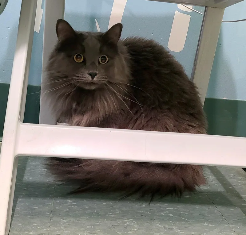 A young large-sized male Gray / Blue / Silver Domestic Short Hair cat named Bodi & Taswald for adoption in Kirkland, WA