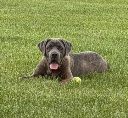A baby small-sized female Mastiff dog named Sorbet for adoption in Indianapolis, IN