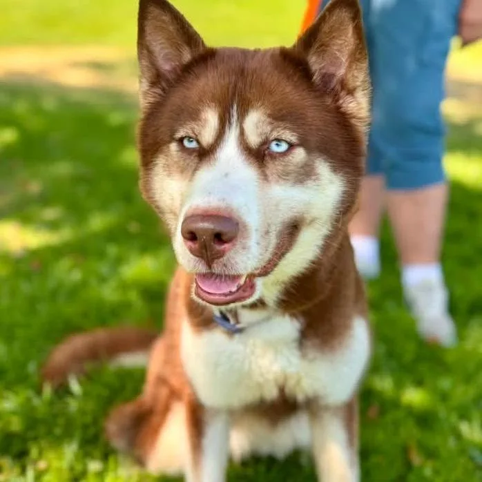 An adult medium-sized female Red / Chestnut / Orange Siberian Husky dog named Bombas Chino Hills Location for adoption in Chino Hills, CA