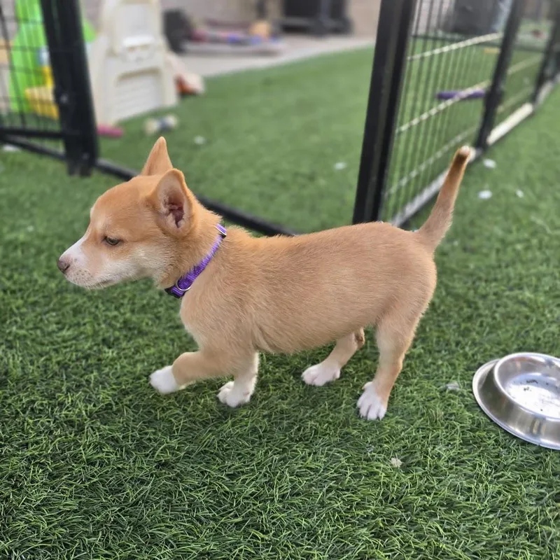 A baby small-sized female Yellow / Tan / Blond / Fawn Terrier dog named Morgana for adoption in Snyder, TX