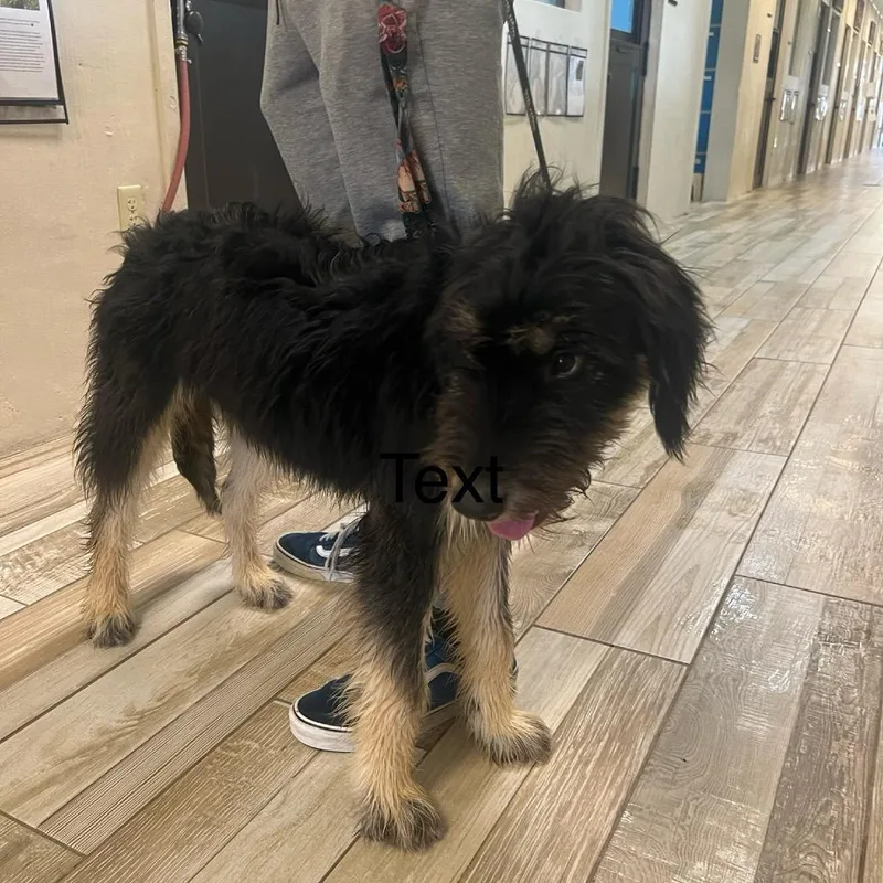A young medium-sized female Black Mixed Breed dog named Double Decker Aka Sena for adoption in LOXAHATCHEE, FL