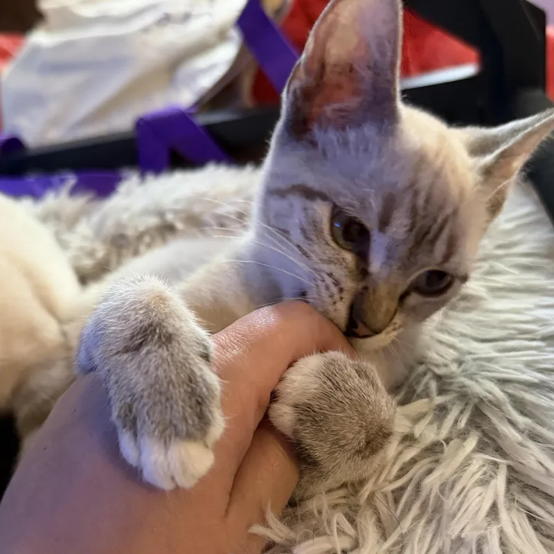 A baby medium-sized female Siamese cat named Curry for adoption in Liverpool, TX
