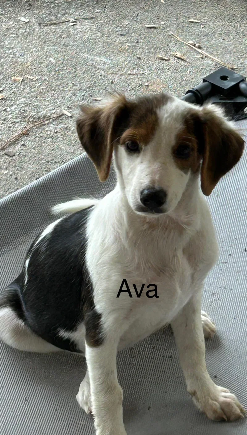 Ava