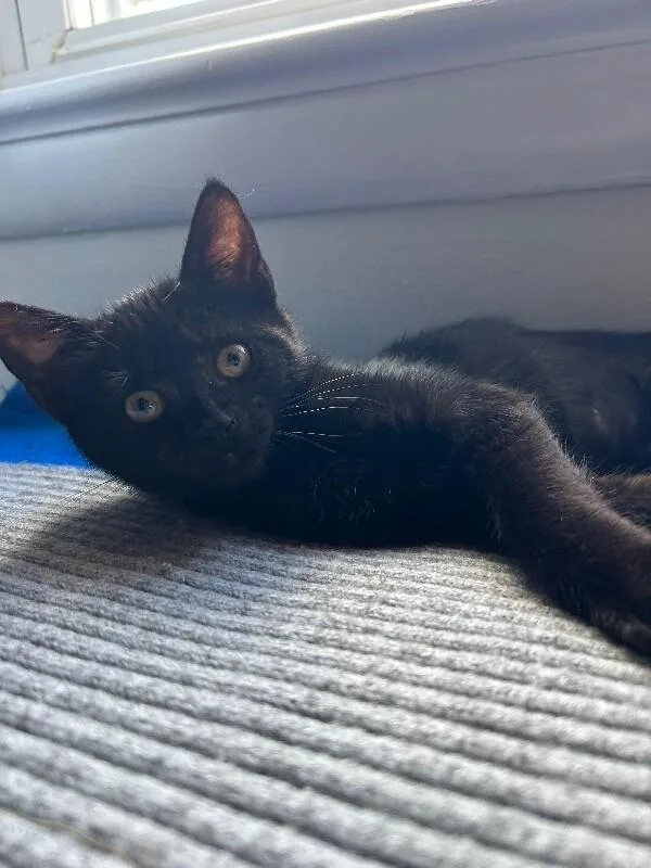 Frida thumbnail 5