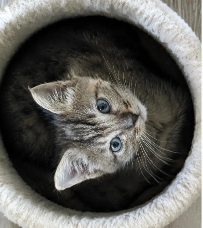 A baby medium-sized female Domestic Short Hair cat named Rosita for adoption in Tampa, FL