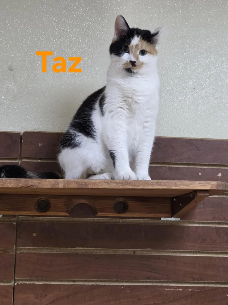 Taz