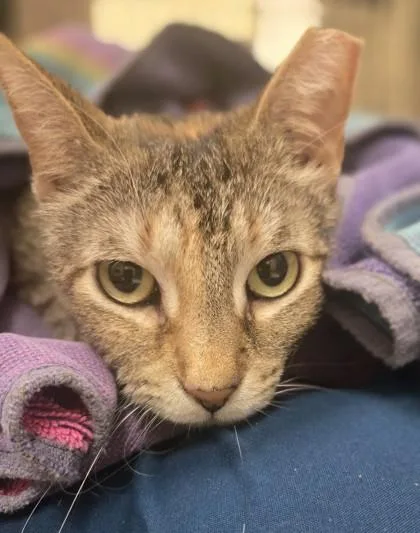An adult medium-sized female Domestic Short Hair cat named Baby Corn for adoption in Westland, MI