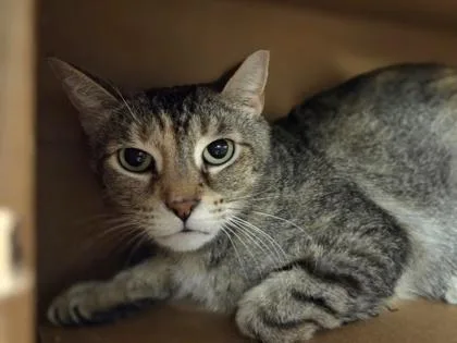Baby Corn thumbnail 2