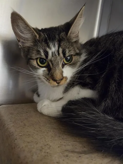 A young medium-sized female Domestic Medium Hair cat named Atacama for adoption in Kent, WA