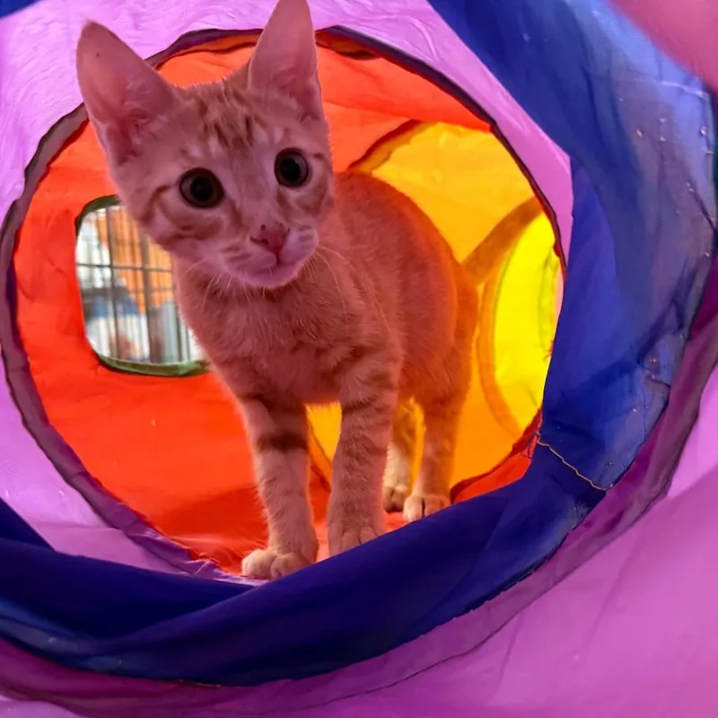 A baby small-sized male Domestic Short Hair cat named Scuttlebutt for adoption in Woodstock, GA