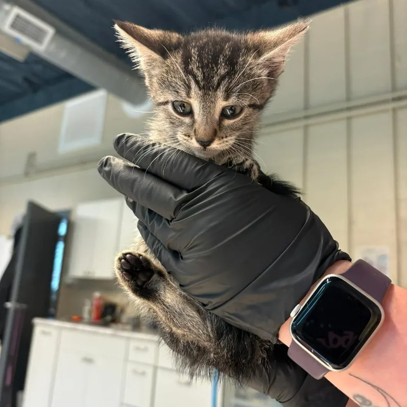 A baby small-sized female Black Domestic Short Hair cat named Eris for adoption in Huntington, WV
