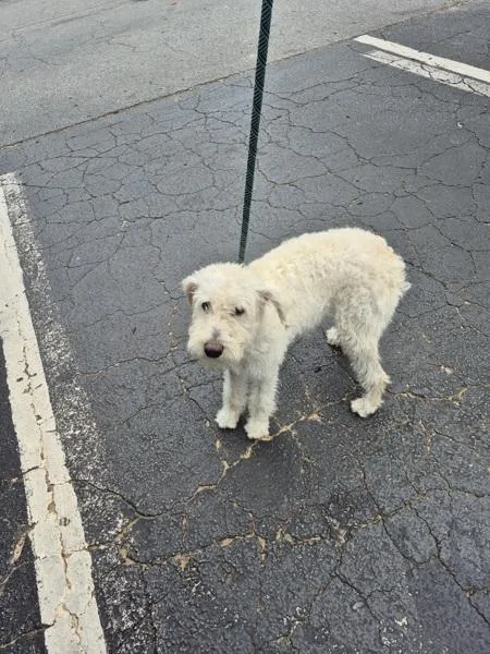 An adult medium-sized female Terrier dog named Pen for adoption in Lawrenceville, GA