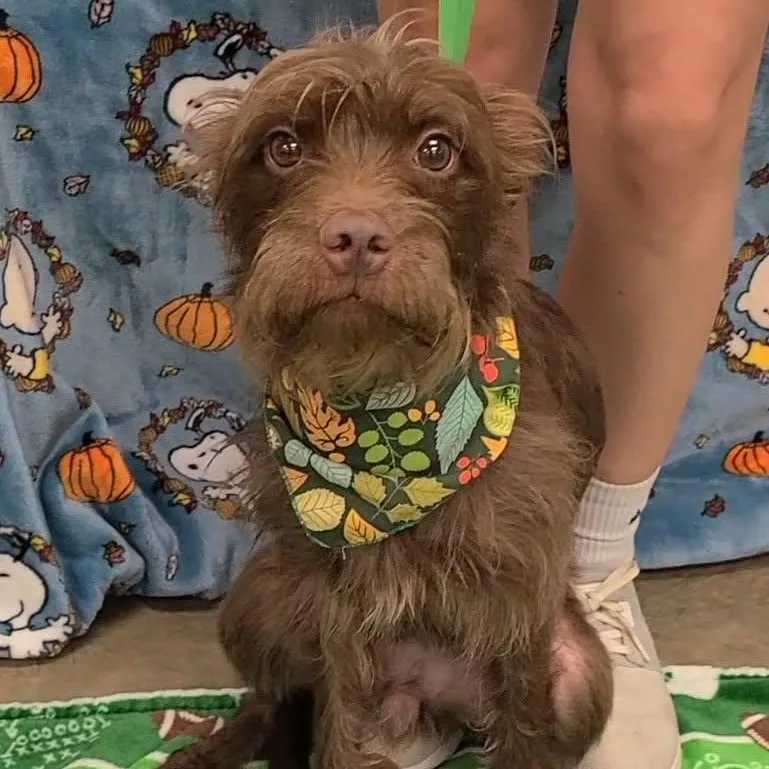 An adult small-sized female Mixed Breed dog named Poppy for adoption in Woolwich, ME