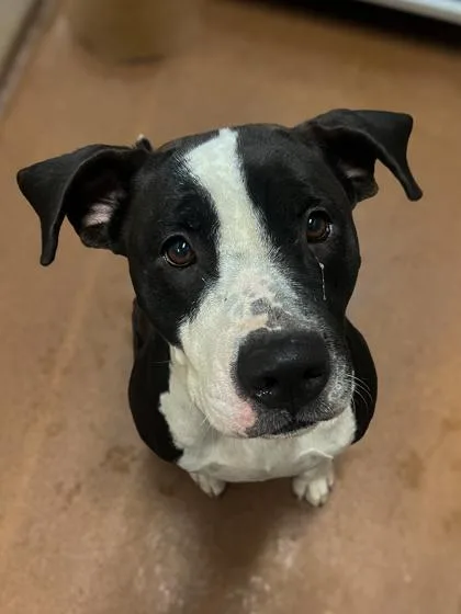An adult medium-sized female Black Pit Bull Terrier dog named Athena for adoption in Winfield, KS