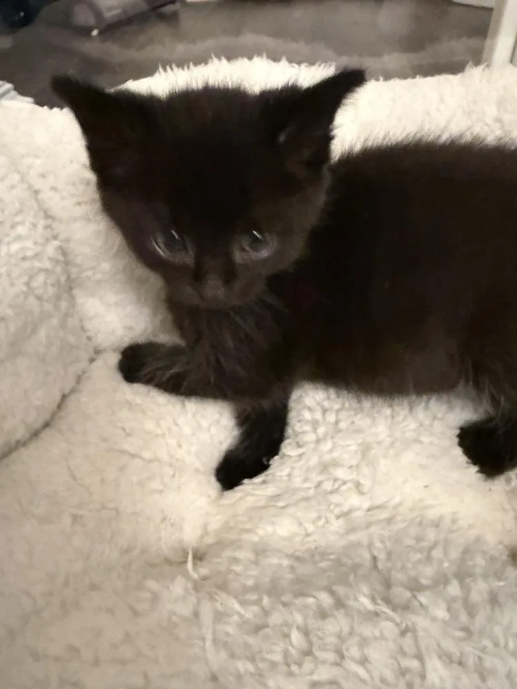 A baby medium-sized male Black Domestic Short Hair cat named Clovis for adoption in Clinton Township, MI