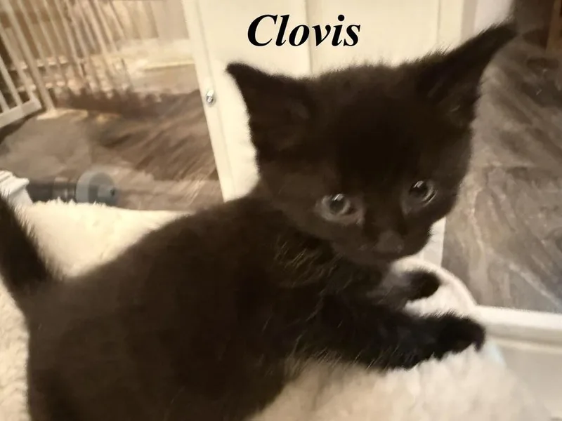 Clovis thumbnail 3