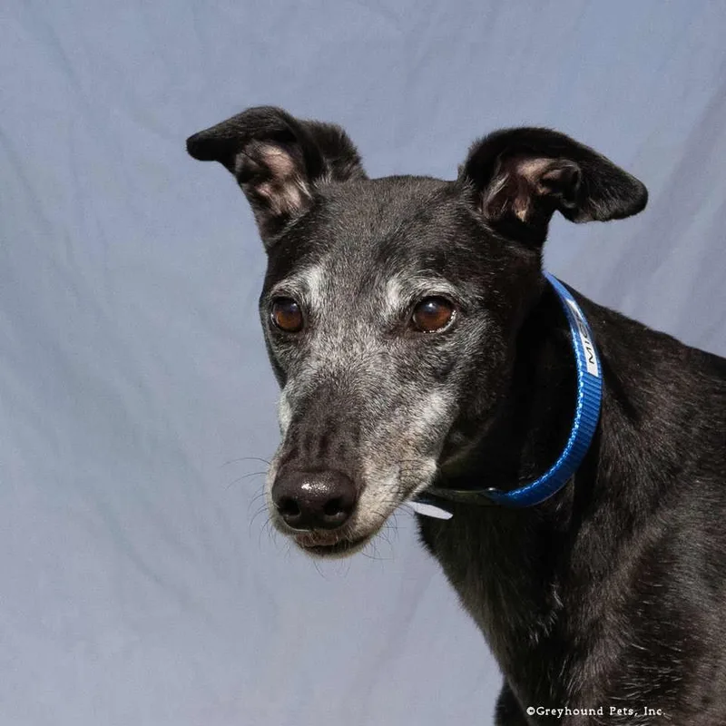 An adult large-sized male Greyhound dog named Mick for adoption in Woodinville, WA