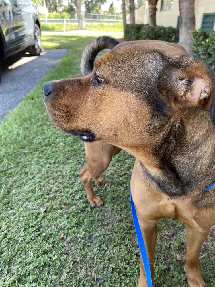 An adult medium-sized female Tricolor (Brown, Black, & White) Staffordshire Bull Terrier dog named Miss Dottie for adoption in Lakeland, FL