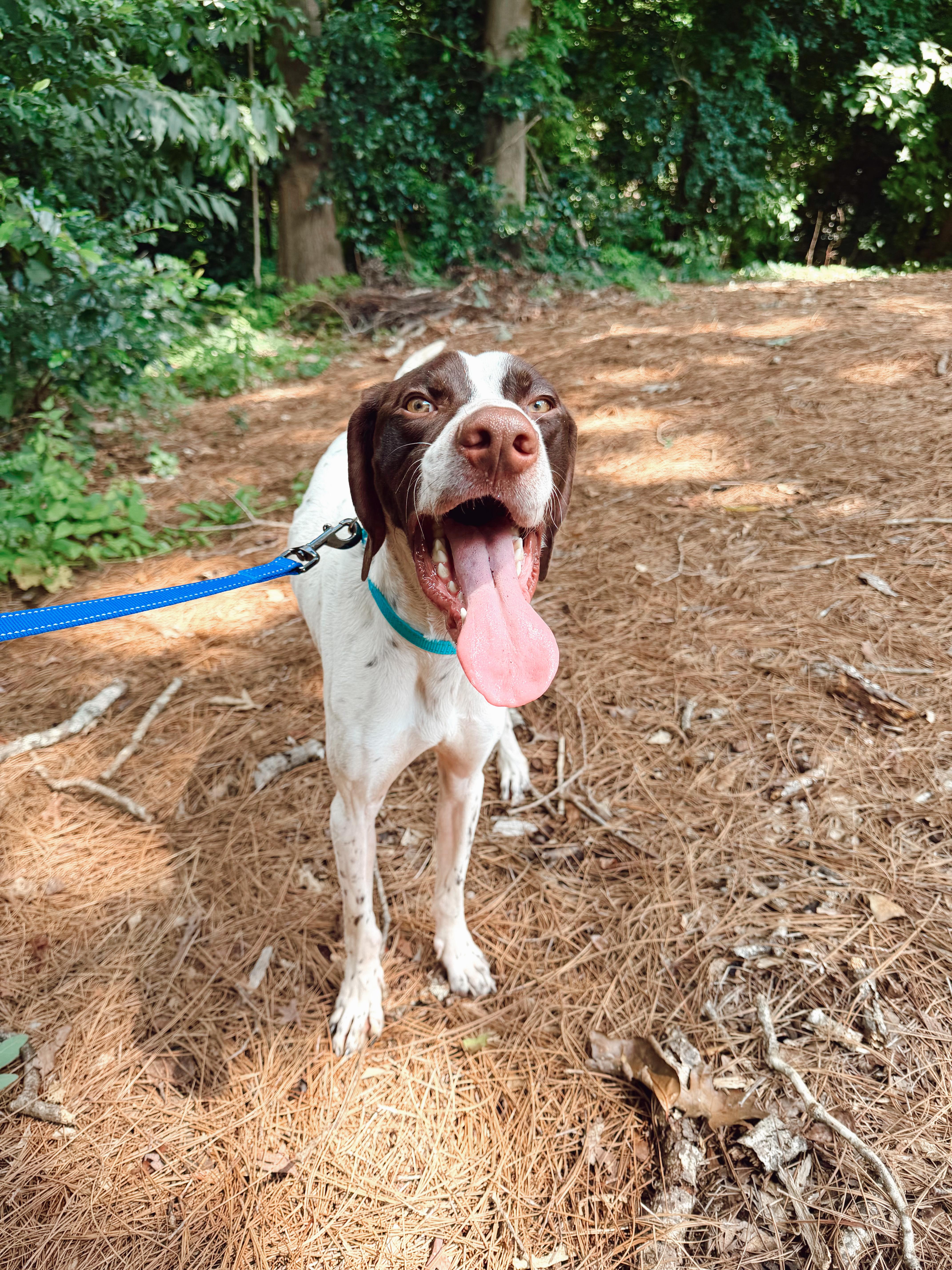 A young medium-sized male Brown / Chocolate German Shorthaired Pointer dog named Kong for adoption in Roswell, GA