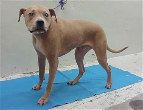 A young medium-sized male Staffordshire Bull Terrier dog named Hobo for adoption in Houston, TX