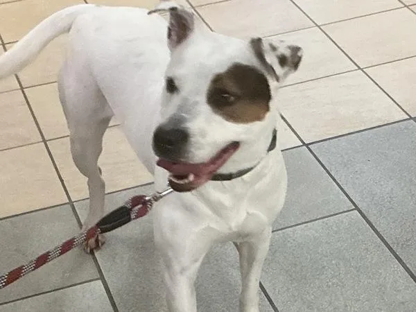 An adult medium-sized female Mixed Breed dog named Lonnie for adoption in Virginia Beach, VA