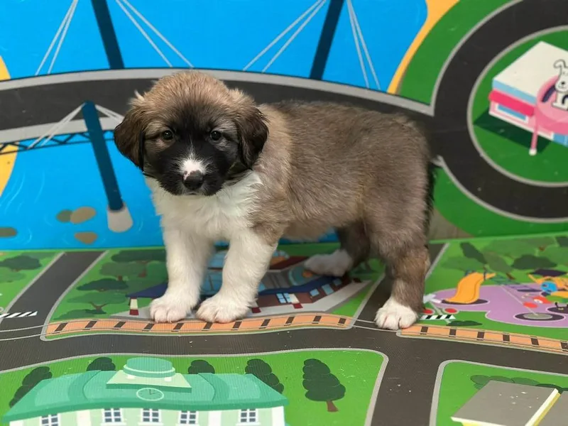A baby large-sized female Tricolor (Brown, Black, & White) Collie dog named Delta Dawn for adoption in Shawnee, OK