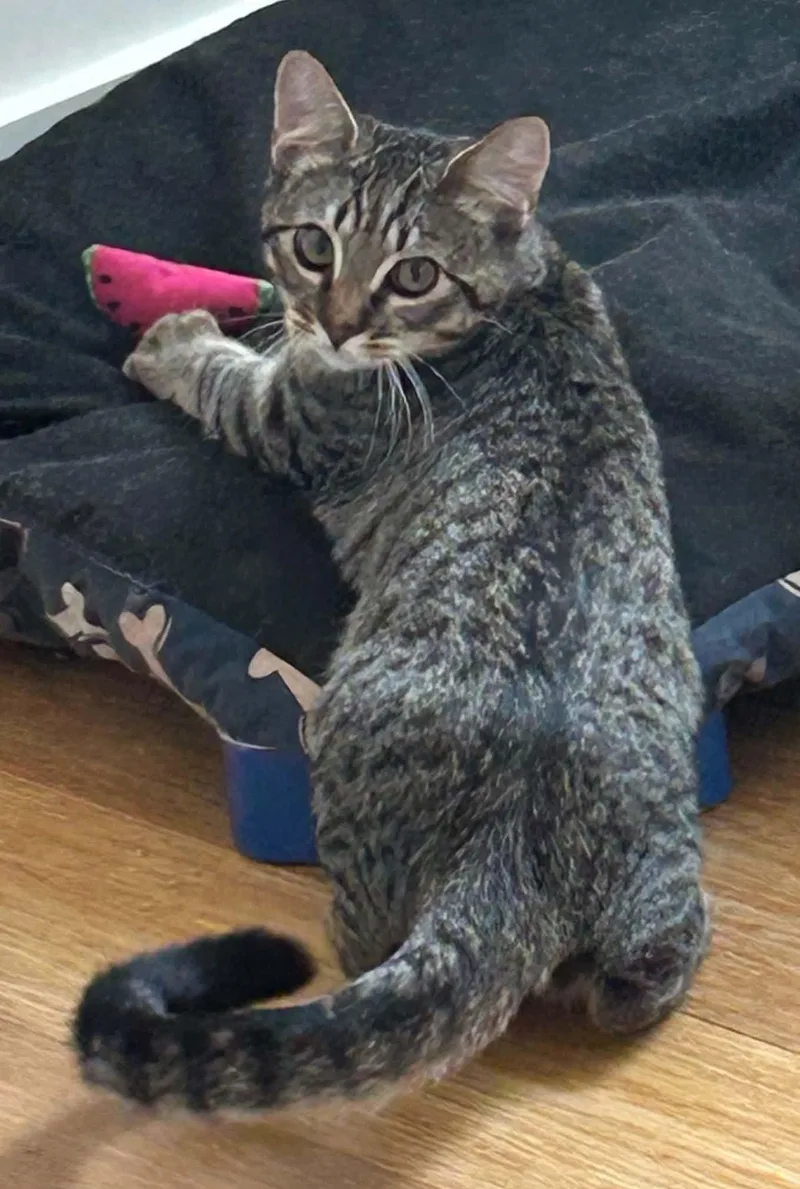 A baby medium-sized male Tabby (Gray / Blue / Silver) Domestic Short Hair cat named Tiger for adoption in Price, UT