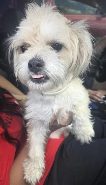 A young small-sized female Shih Tzu dog named Josie for adoption in San Antonio, TX