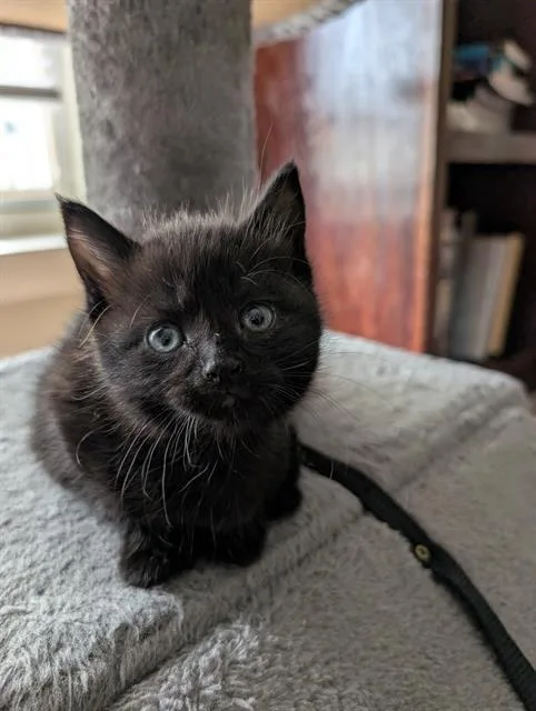 A baby small-sized female Domestic Short Hair cat named Cher for adoption in Charlotte, NC