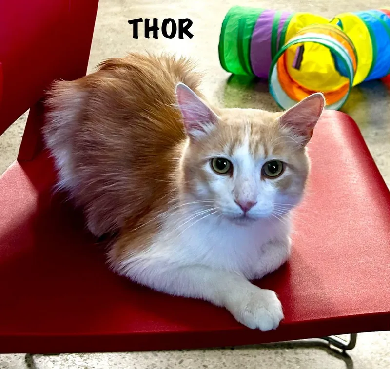 Thor thumbnail 2