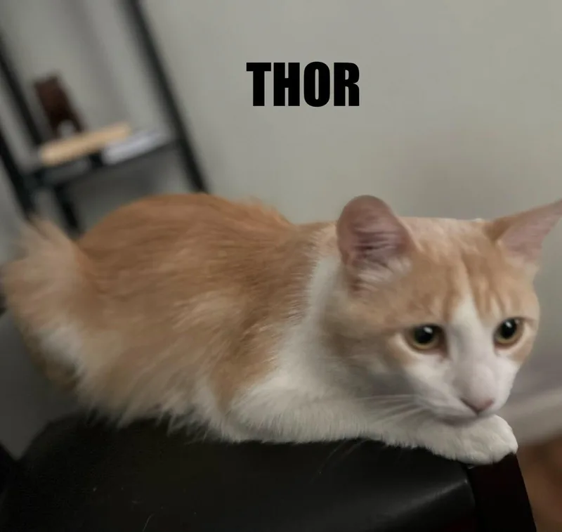 Thor thumbnail 3