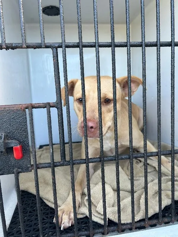An adult medium-sized female Yellow / Tan / Blond / Fawn Labrador Retriever dog named Daisy for adoption in Mobile, AL