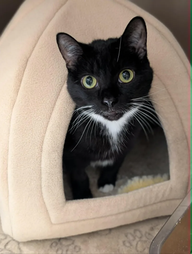 A senior medium-sized female Black & White / Tuxedo Domestic Short Hair cat named Luci for adoption in Chambersburg, PA