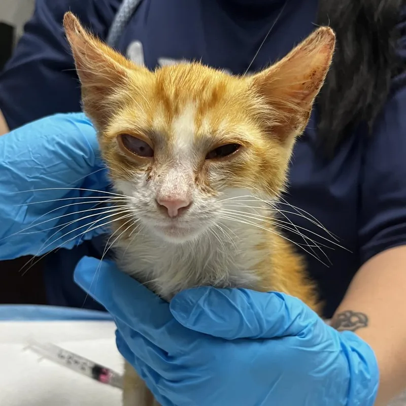 A baby small-sized male Orange / Red Domestic Short Hair cat named Pikachu for adoption in Summerville, SC