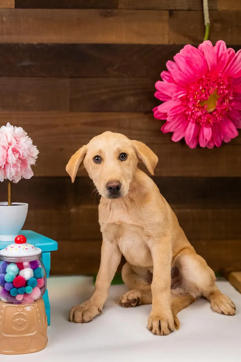 A baby large-sized male Retriever dog named 490-26 for adoption in Brighton, CO