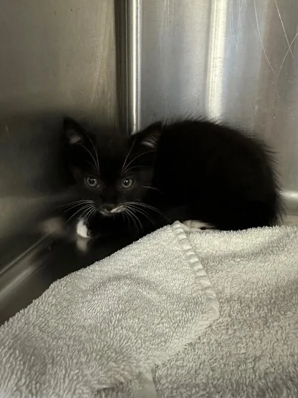 A young medium-sized female Black & White / Tuxedo Domestic Short Hair cat named Sabrina for adoption in Burgaw, NC