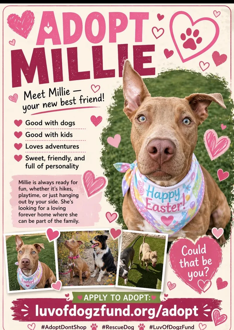 A young medium-sized female Brown / Chocolate American Staffordshire Terrier dog named Millie for adoption in Scottsdale, AZ