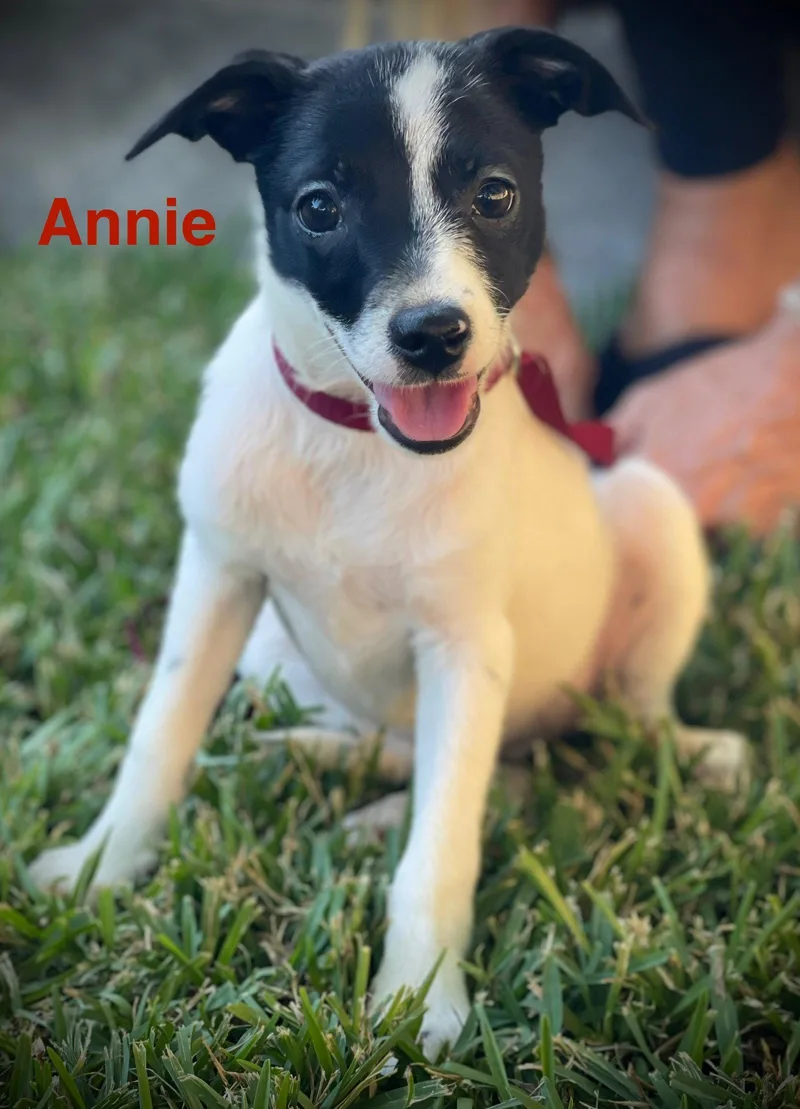 A baby small-sized female Chihuahua dog named Annie Colliins for adoption in Saunderstown, RI