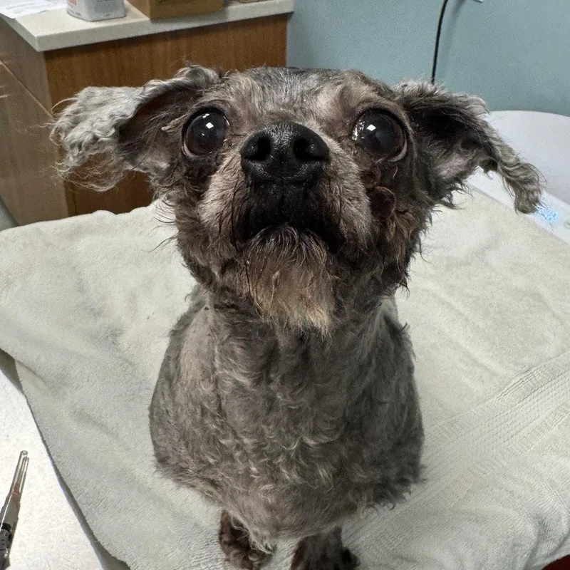 A young medium-sized female Mixed Breed dog named Coral for adoption in New Castle, DE