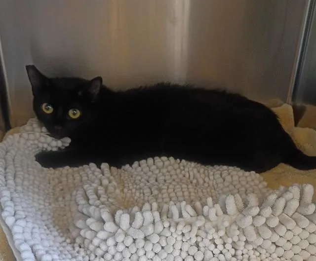 An adult medium-sized female Domestic Short Hair cat named Salem for adoption in Castaic, CA