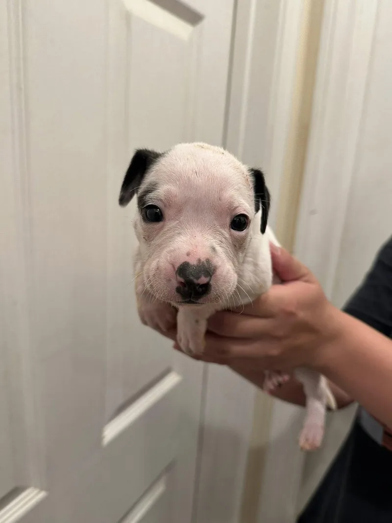 A baby medium-sized male White / Cream Pit Bull Terrier dog named Urchin for adoption in Agua Dulce, CA