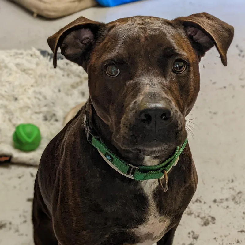 An adult medium-sized female Labrador Retriever dog named Jesse for adoption in Eustis, FL
