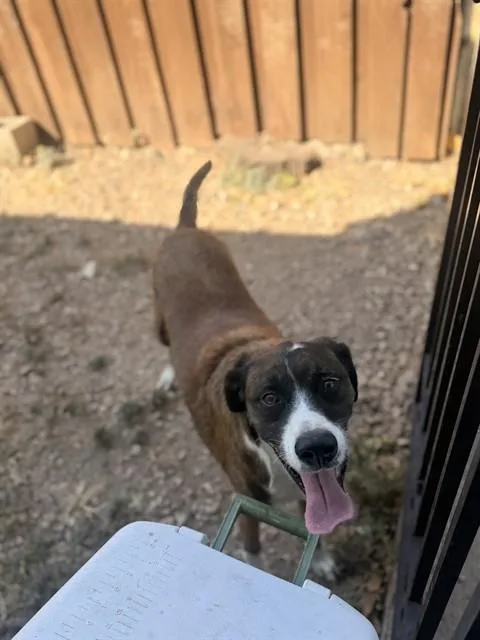 An adult large-sized male Mixed Breed dog named France for adoption in Dallas, TX