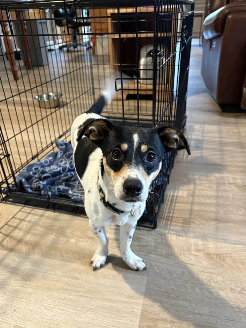 A young medium-sized female Chihuahua dog named Daisy for adoption in Ball Ground, GA