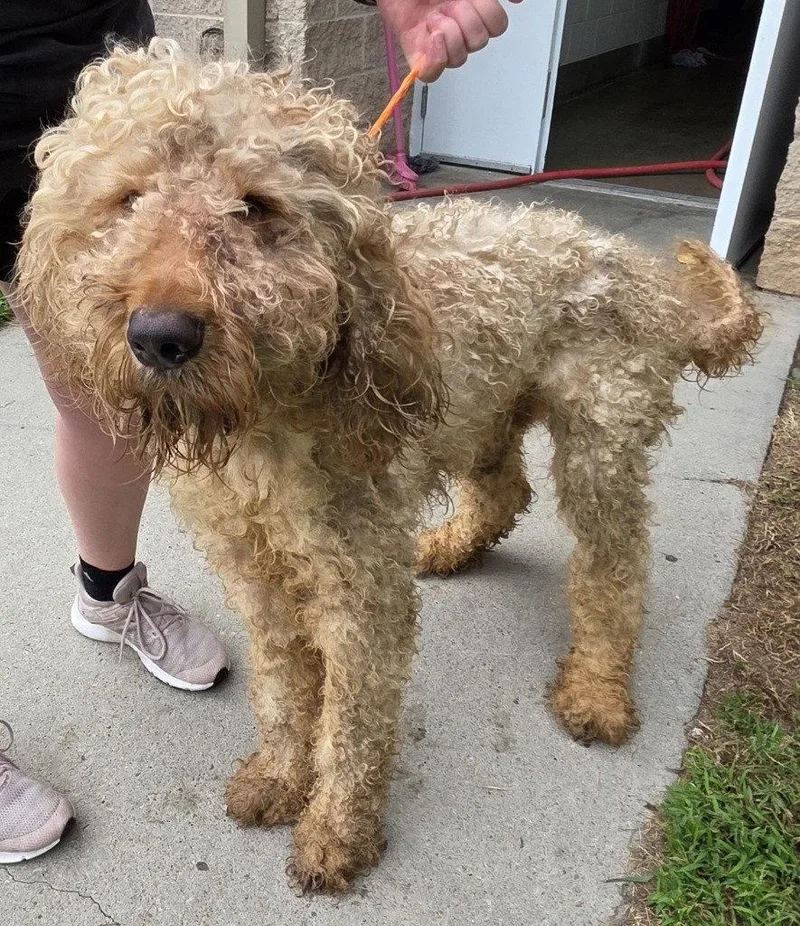 An adult large-sized male Poodle dog named PR  Bugs for adoption in Glen Allen, VA