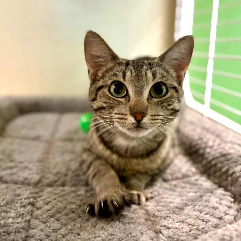 A young medium-sized female Brown / Chocolate Domestic Short Hair cat named Linda for adoption in Kailua Kona, HI