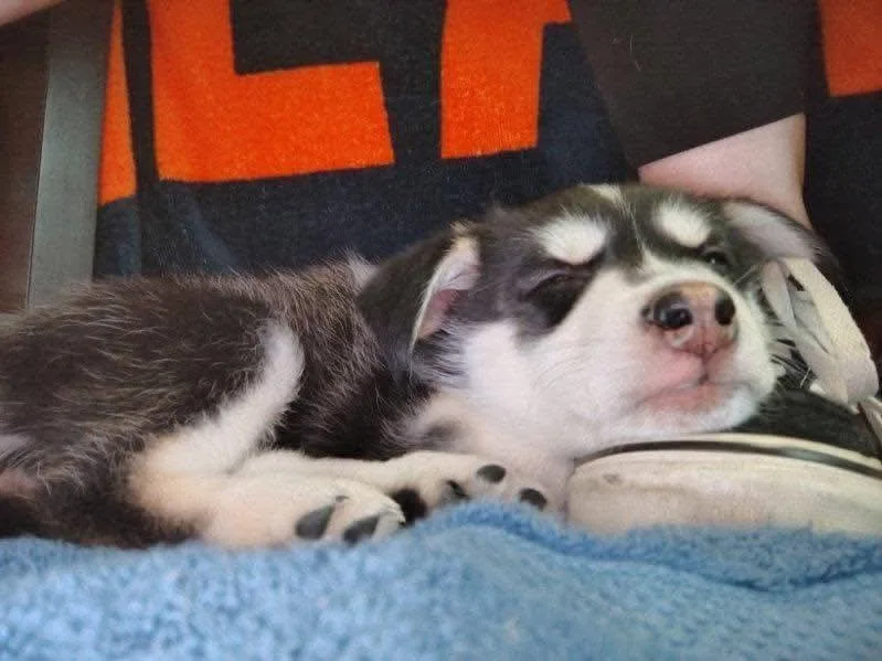 A baby large-sized female Husky dog named Keeva for adoption in Columbia, MD