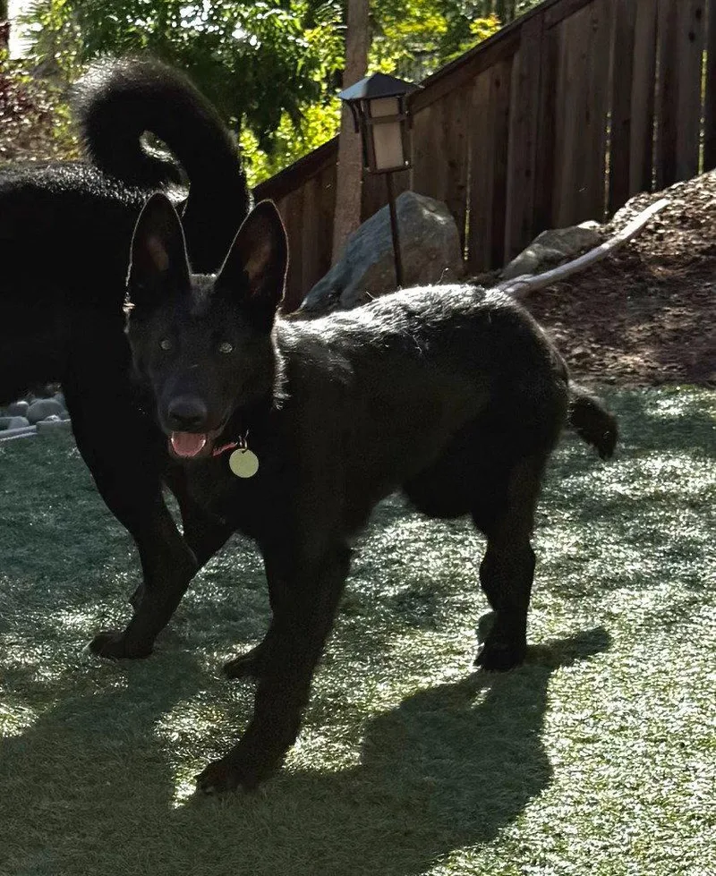 A baby large-sized female German Shepherd Dog dog named Nia for adoption in Modesto, CA