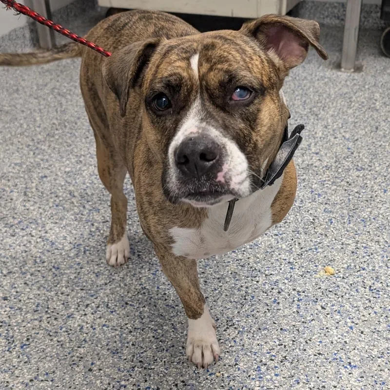 An adult medium-sized female Brown / Chocolate Boxer dog named Sasha for adoption in Greenville, SC